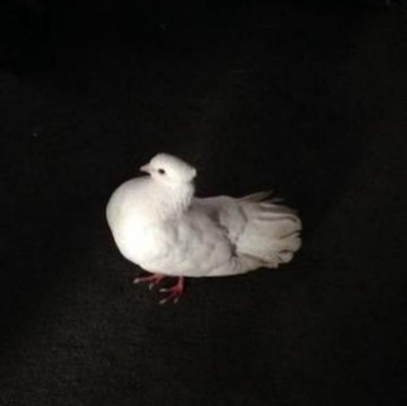 Meet your Posher, Saima - Picture 2 of 2